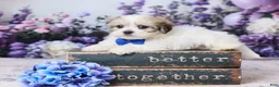 Teddy Bear dogs for sale: Joey - Ad 1