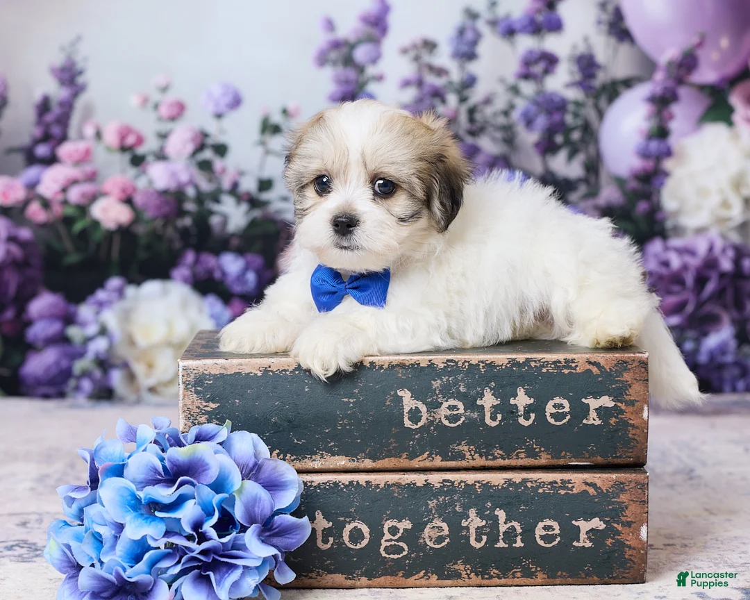 Teddy Bear dogs for sale: Joey - Ad 1