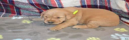 Golden Retriever dogs for sale: Mandy - Ad 16