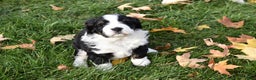Mini Bernedoodle dogs for sale: Joy - Ad 6