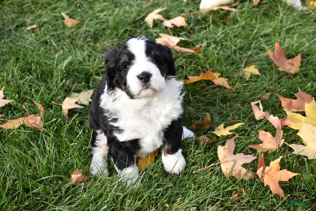 Mini Bernedoodle dogs for sale: Joy - Ad 6