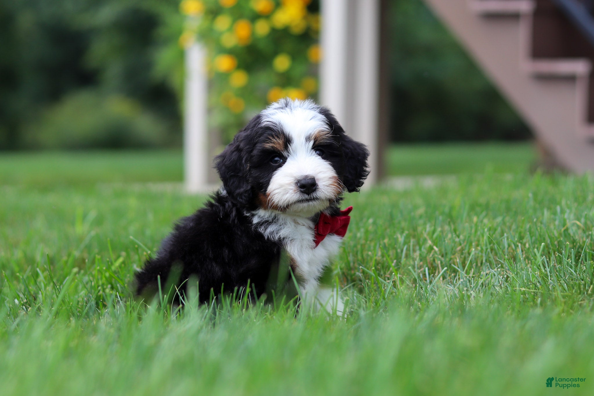 Mini Bernedoodle dogs  Tanner 🐶 - Ad 2