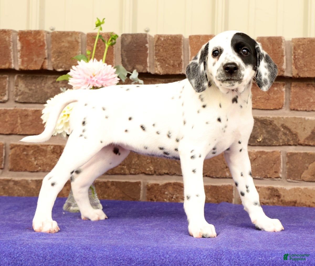 Dalmatian dogs Ellie - Ad 1