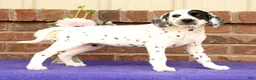 Dalmatian dogs for sale: Ellie - Ad 1