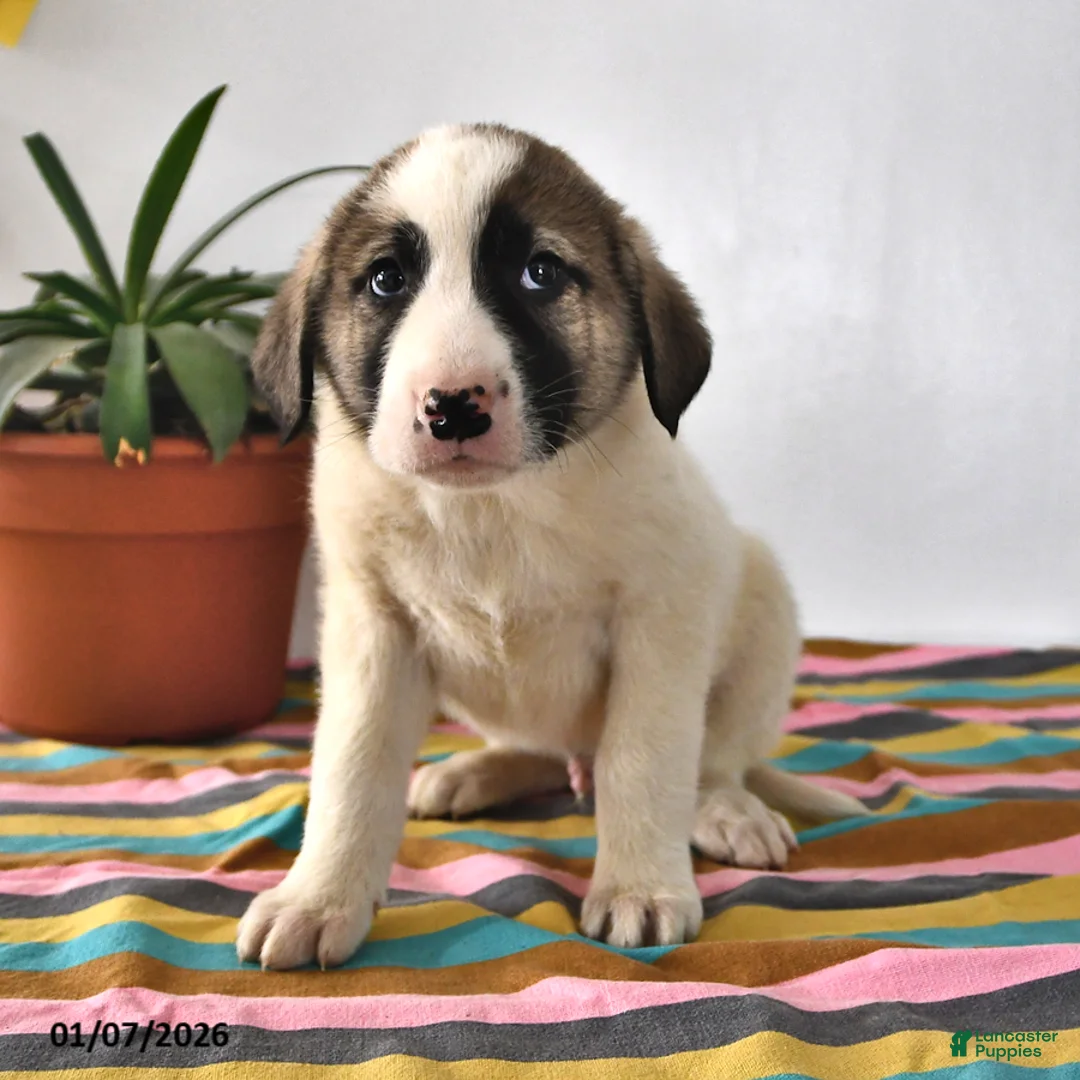 Mixed Breed dogs for sale: Ribsy - Ad 2