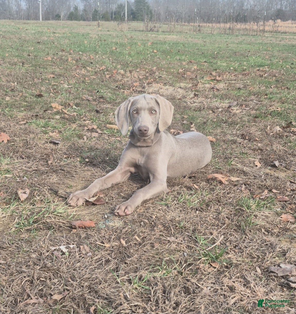 Weimaraner dogs Jess - Ad 1