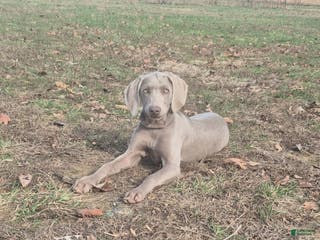 Weimaraner dogs Jess - Ad 8