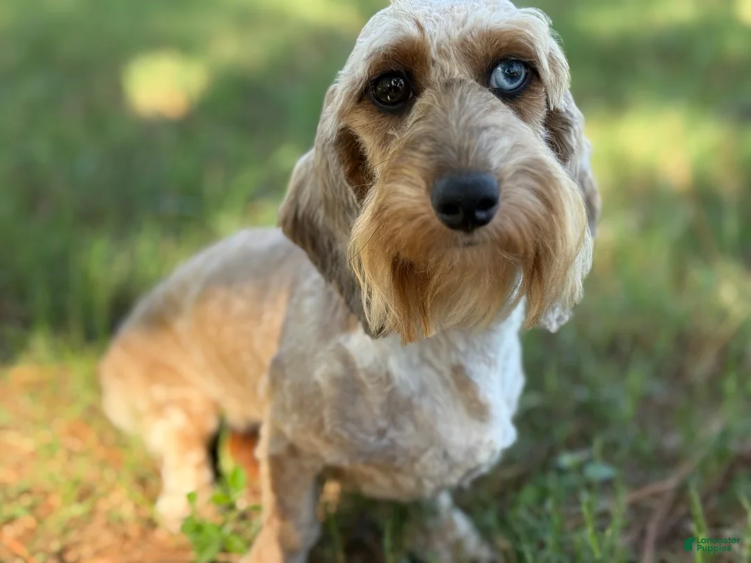 Miniature Dachshund dogs for sale: Red dapple - Ad 11