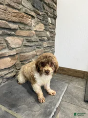 BENNY