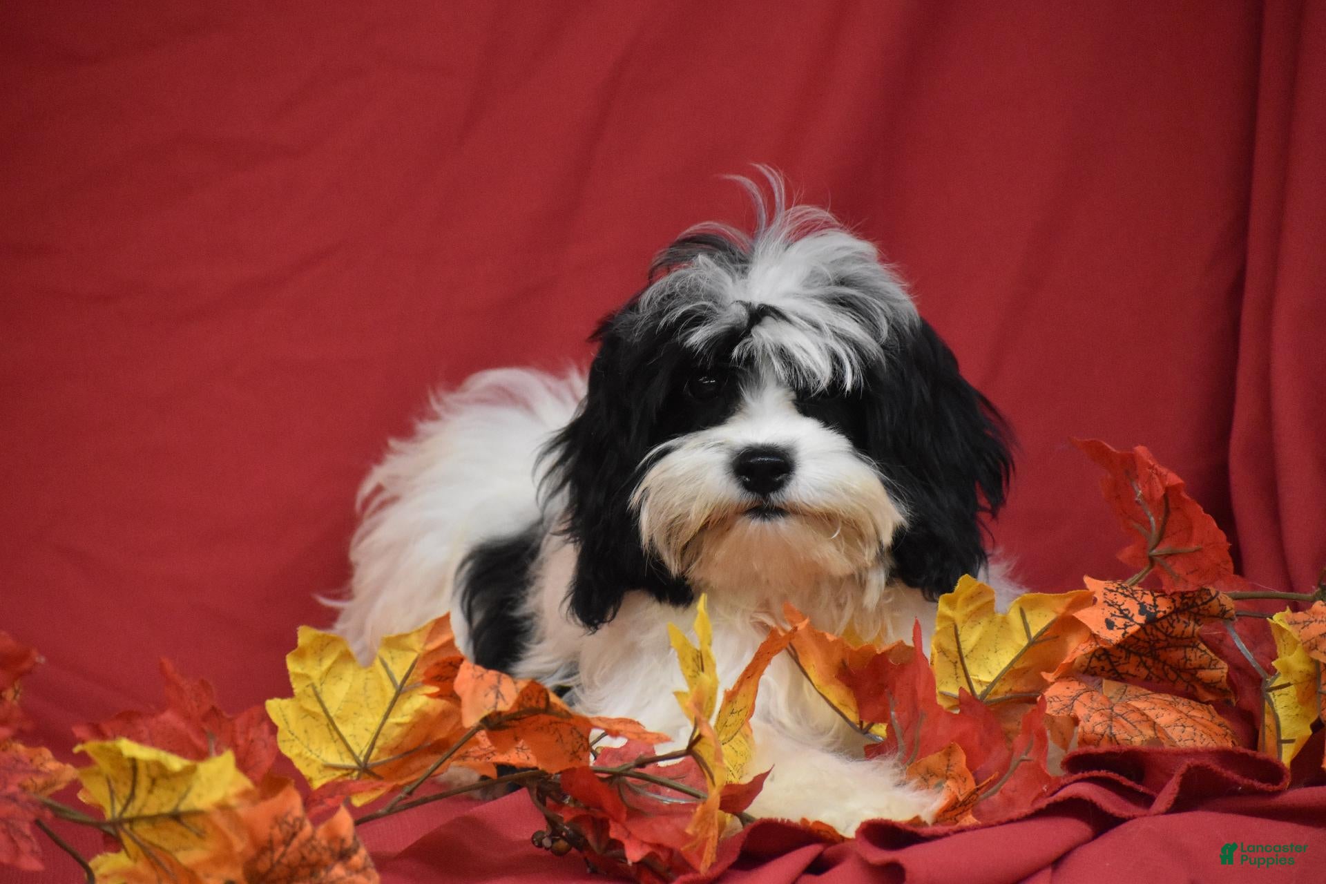 Cavachon dogs for sale: Riley - Ad 2