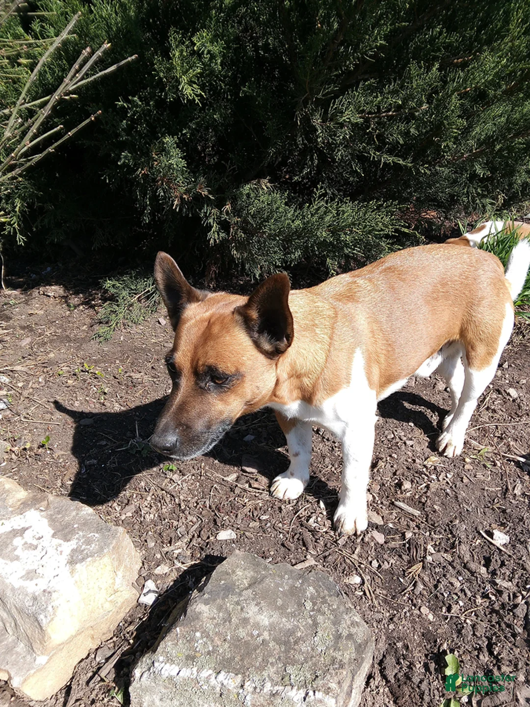 Jack Russell Terrier dogs for sale: Taylor - Ad 4