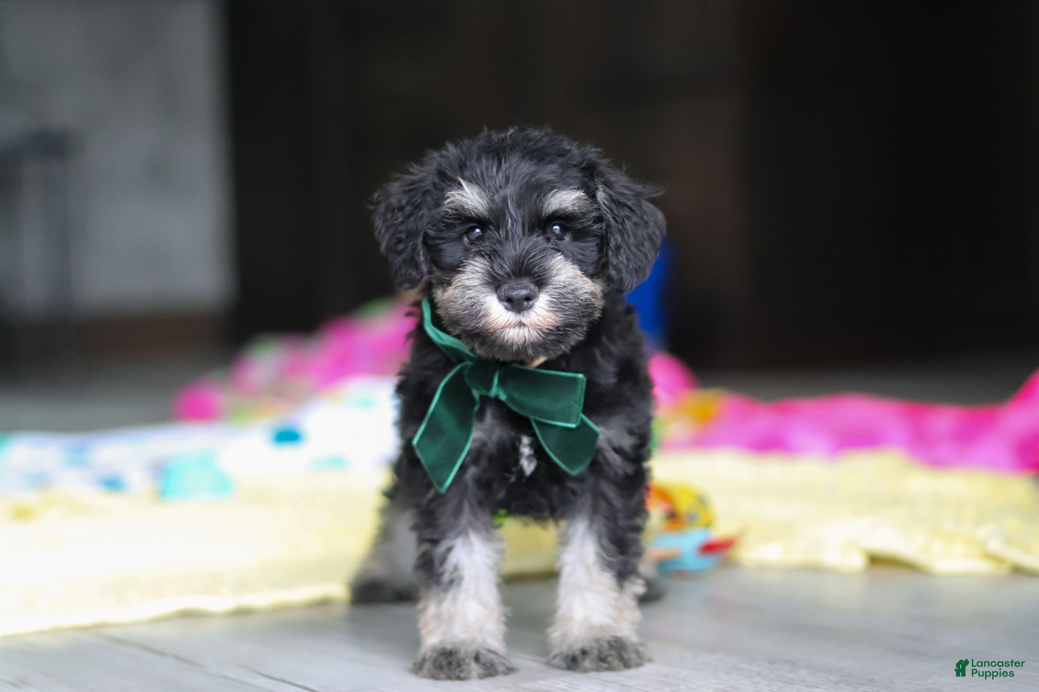 Miniature Schnauzer dogs Percy - Ad 1