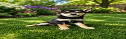 Shiba Inu dogs for sale: AKC Mulan - Ad 4