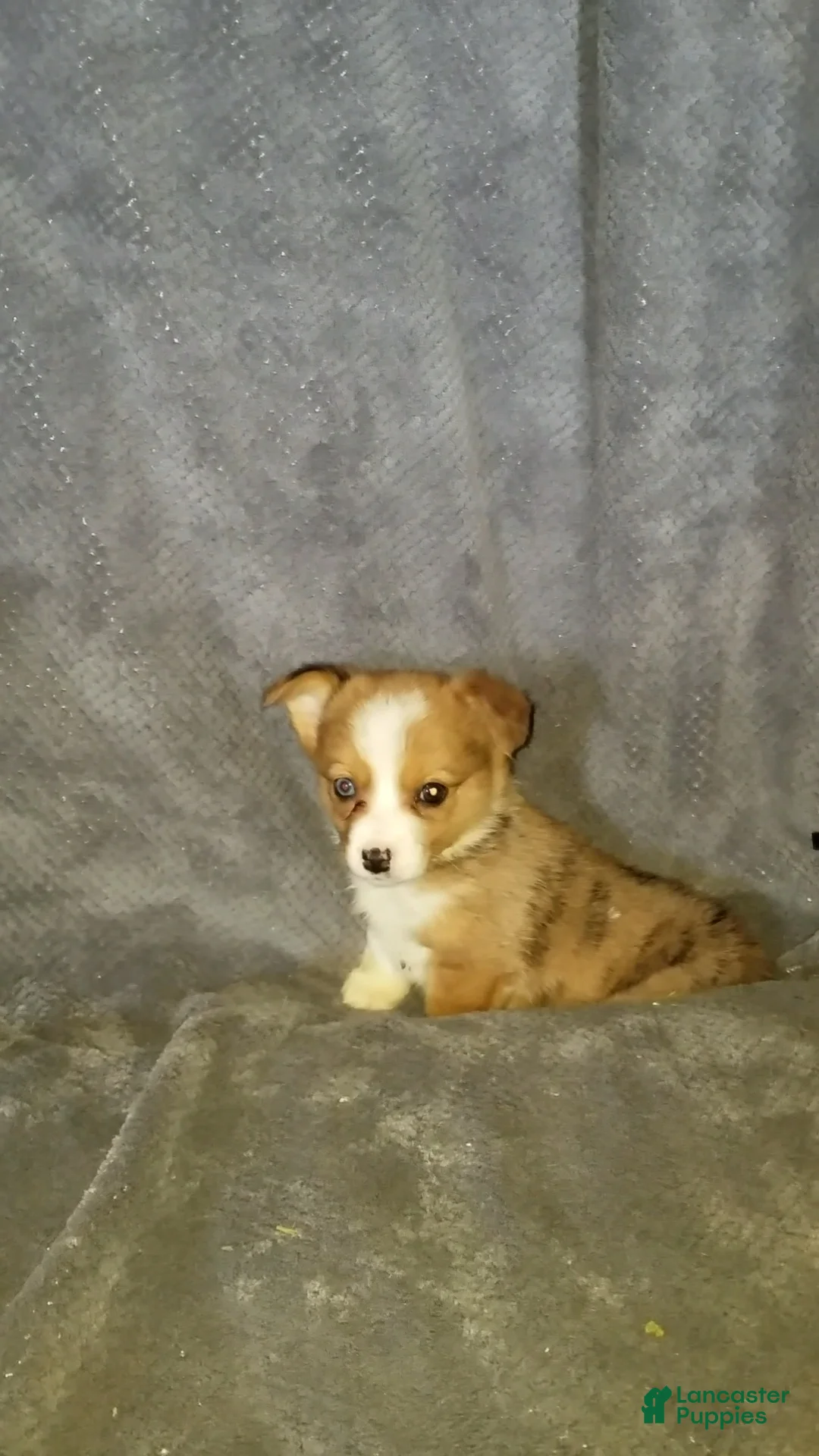 Mixed Breed dogs for sale: Addie - Ad 6