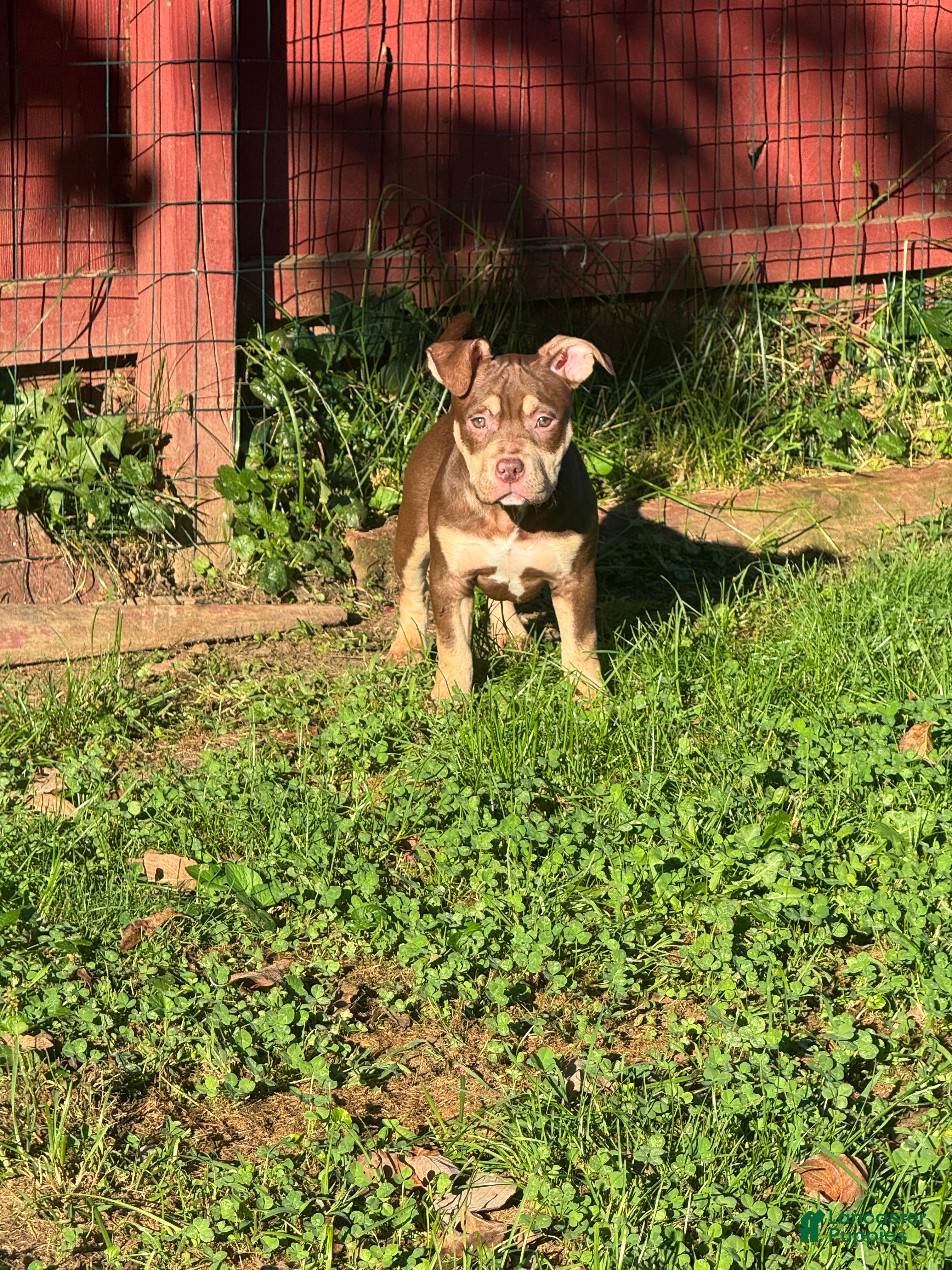 American Bully dogs Biscuit - Ad 1