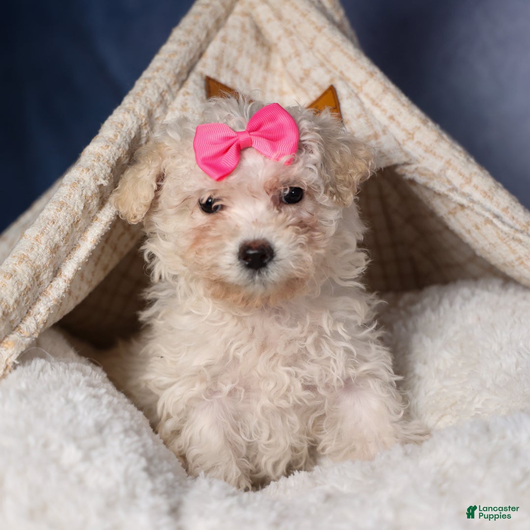 Yochon dogs for sale: NANA - Ad 8