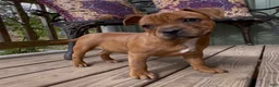 Staffordshire Bull Terrier dogs for sale: Tella - Ad 5