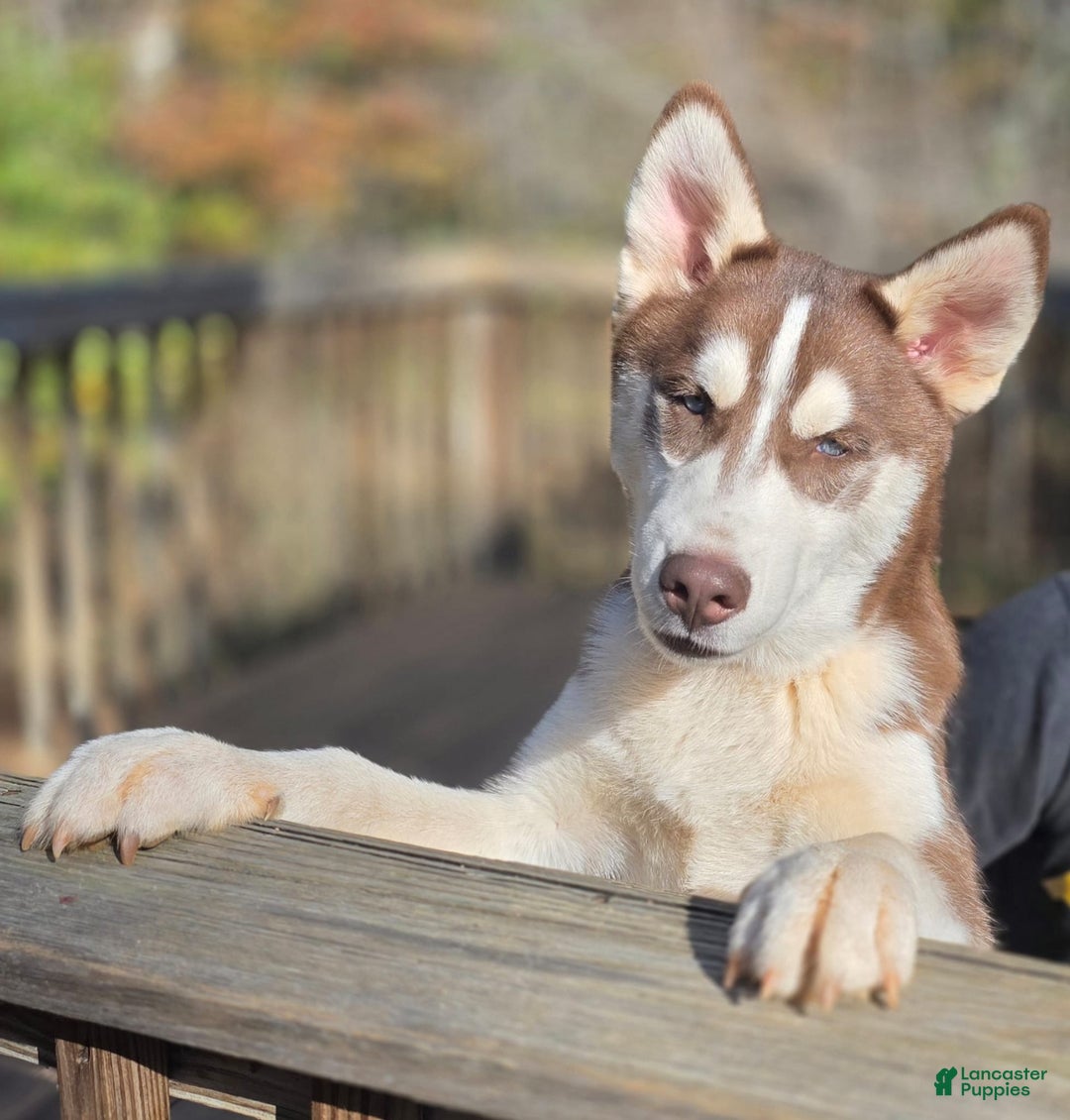 Siberian Husky dogs for sale: General - Ad 2