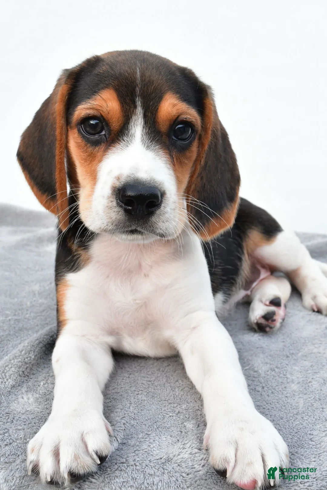 Beagle dogs for sale: Arlene - Ad 2