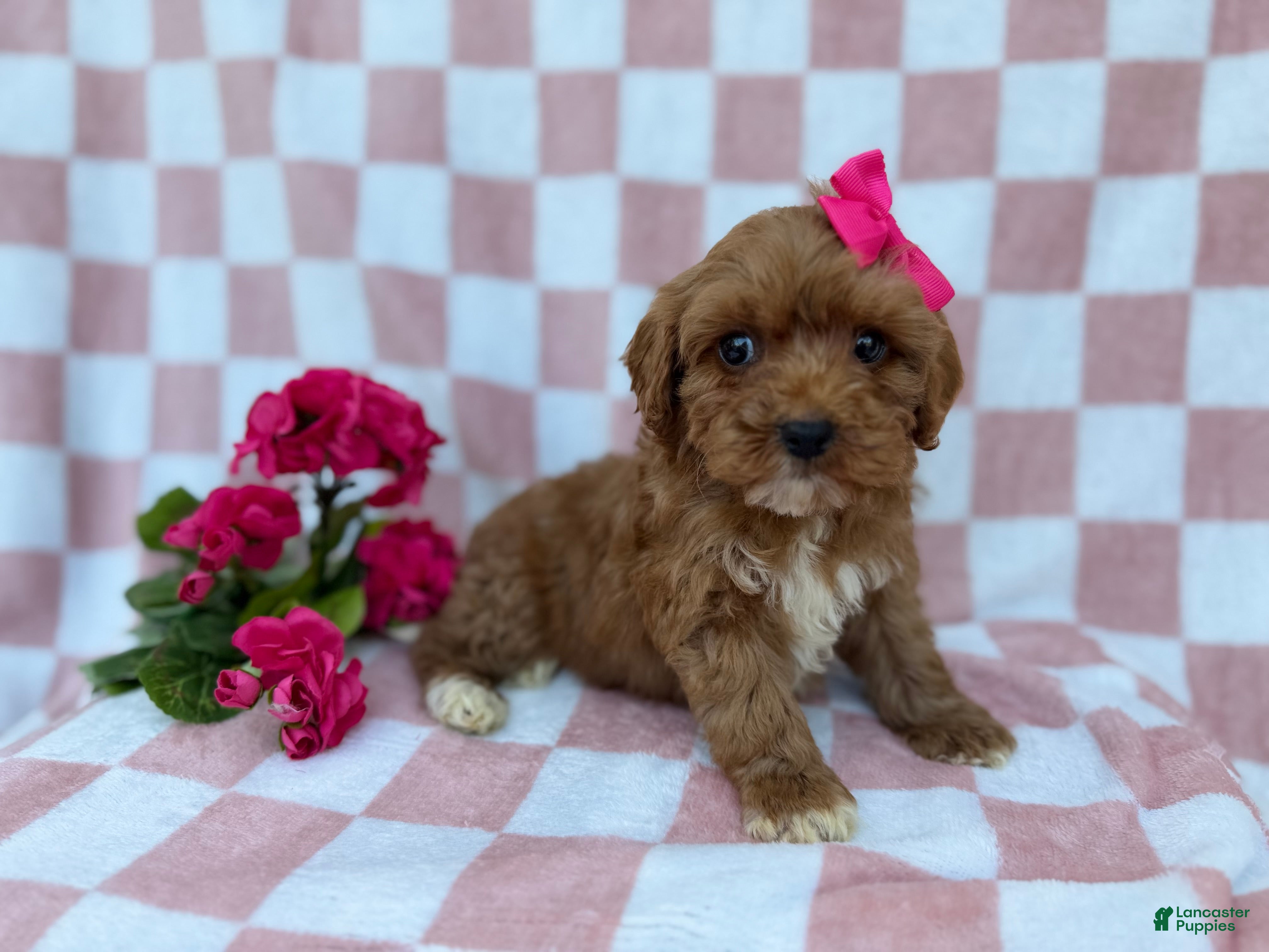 Cavapoo dogs Sophie  - Ad 10