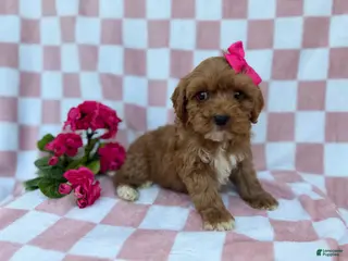 Cavapoo dogs Sophie - Ad 10