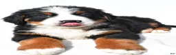 Bernese Mountain Dog dogs for sale: Bear - Ad 4