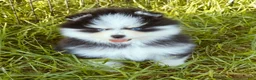 Pomsky dogs for sale: Calypso  - Ad 4