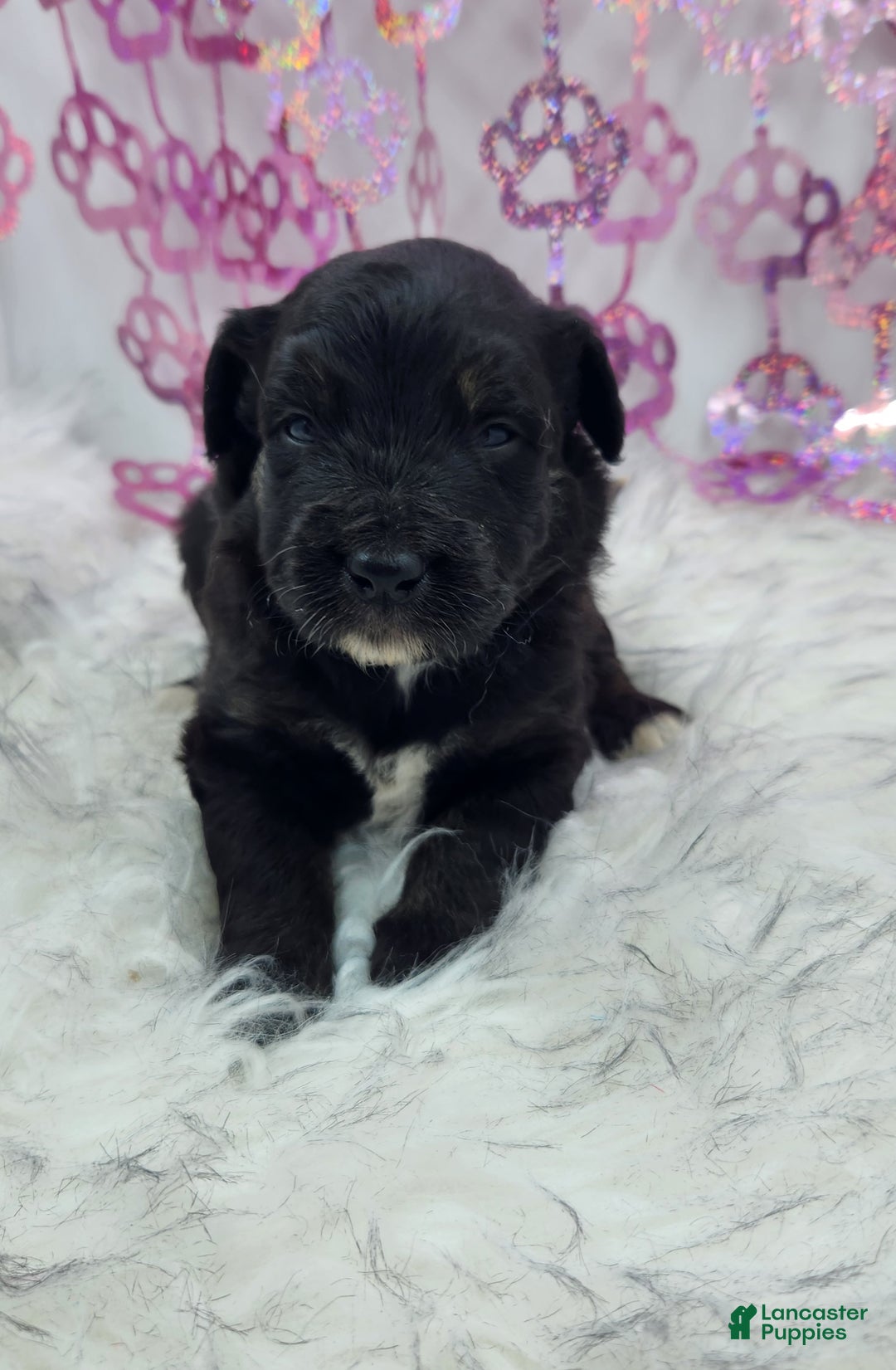 Mini Aussiedoodle dogs for sale: Mini Aussiedoodle Puppy 5 - Ad 2