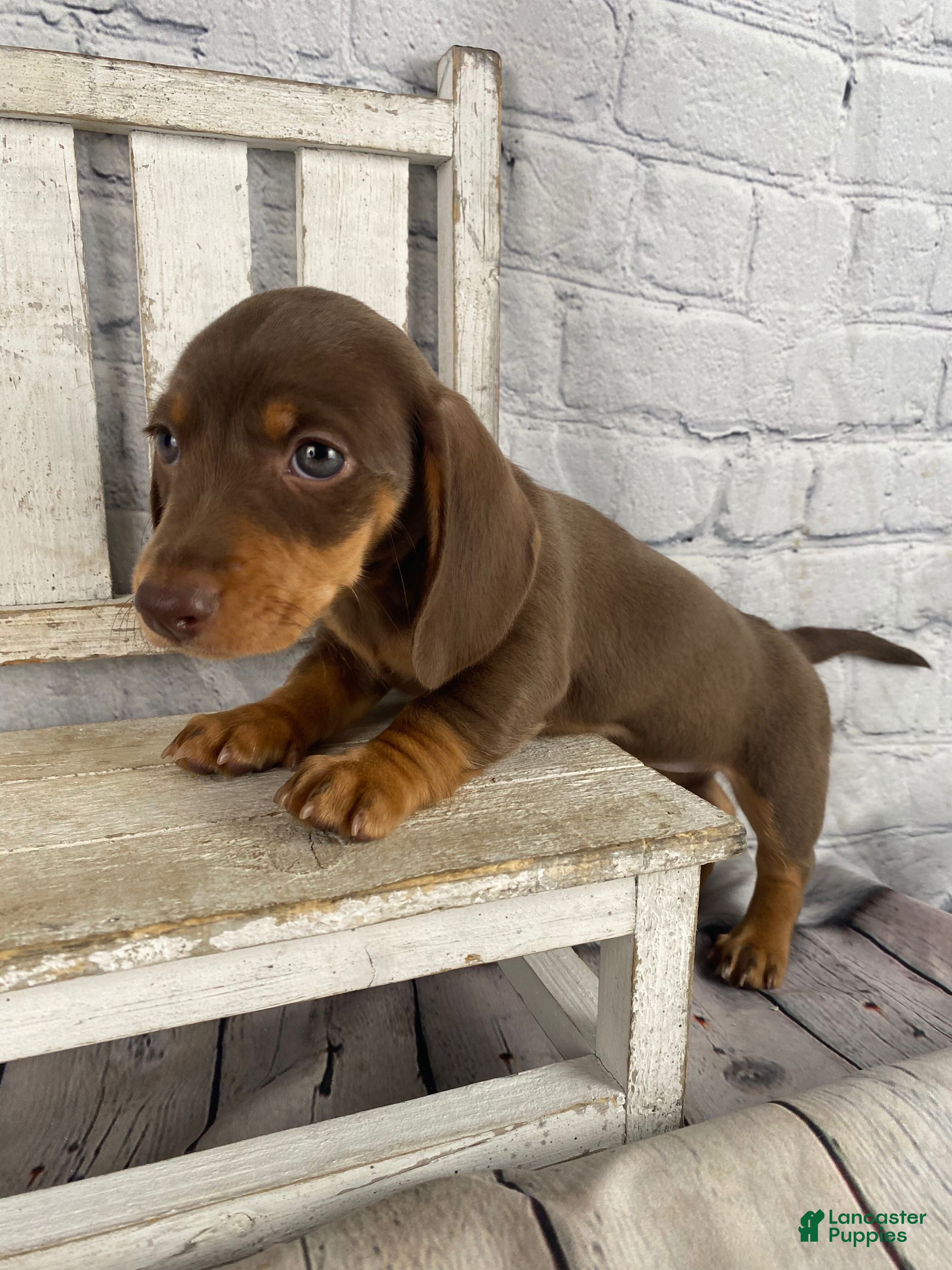 Miniature Dachshund dogs Holly - Ad 2