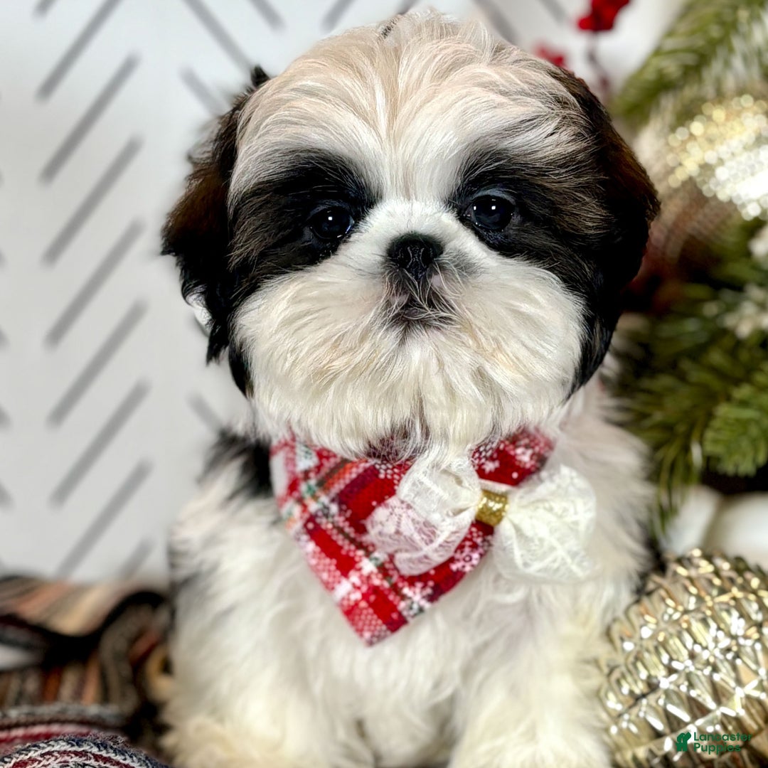 Shih Tzu dogs for sale: Spriggs - Ad 2