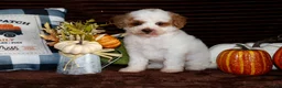 Mini Goldendoodle dogs for sale: Mini Goldendoodle 2 - Ad 4