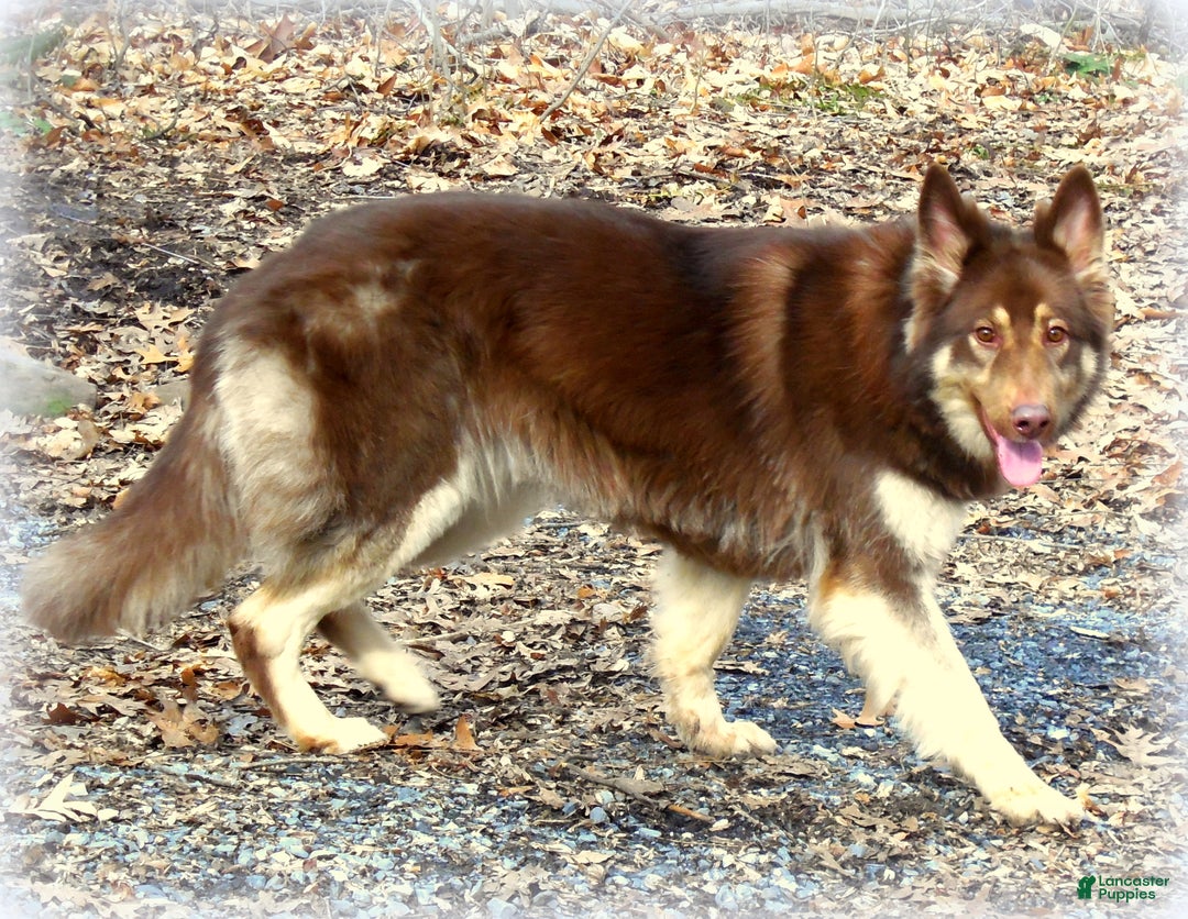 German Shepherd dogs for sale: German Shepherd Puppy 1 - Ad 7