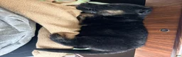 German Shepherd dogs for sale: German Shepherd Puppy 1 - Ad 17