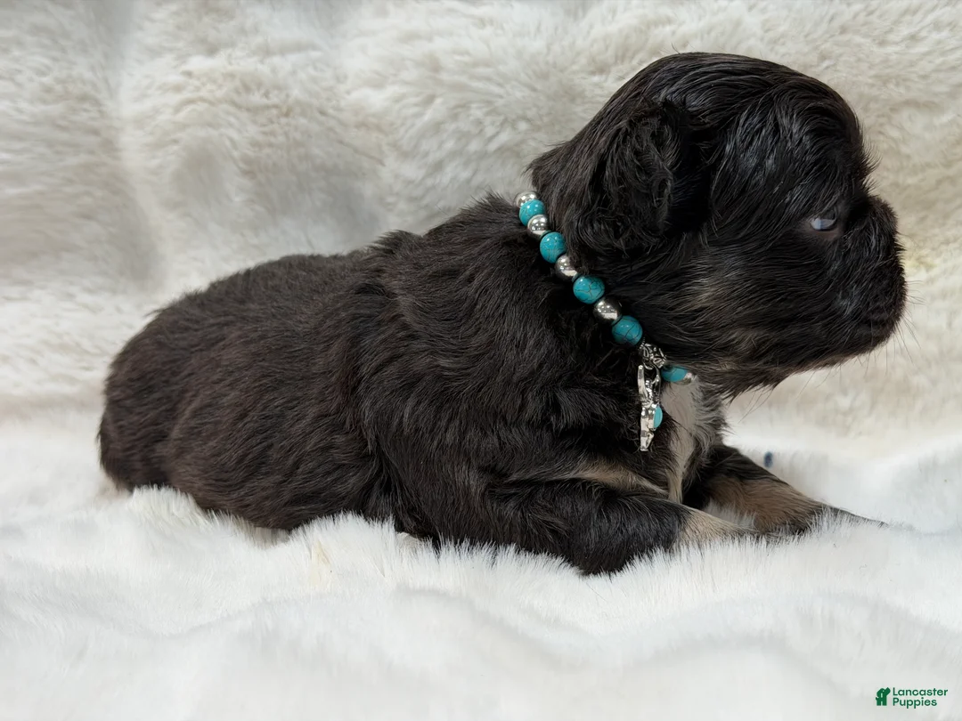 French Bulldog dogs for sale: French Bulldog 3 - Ad 2