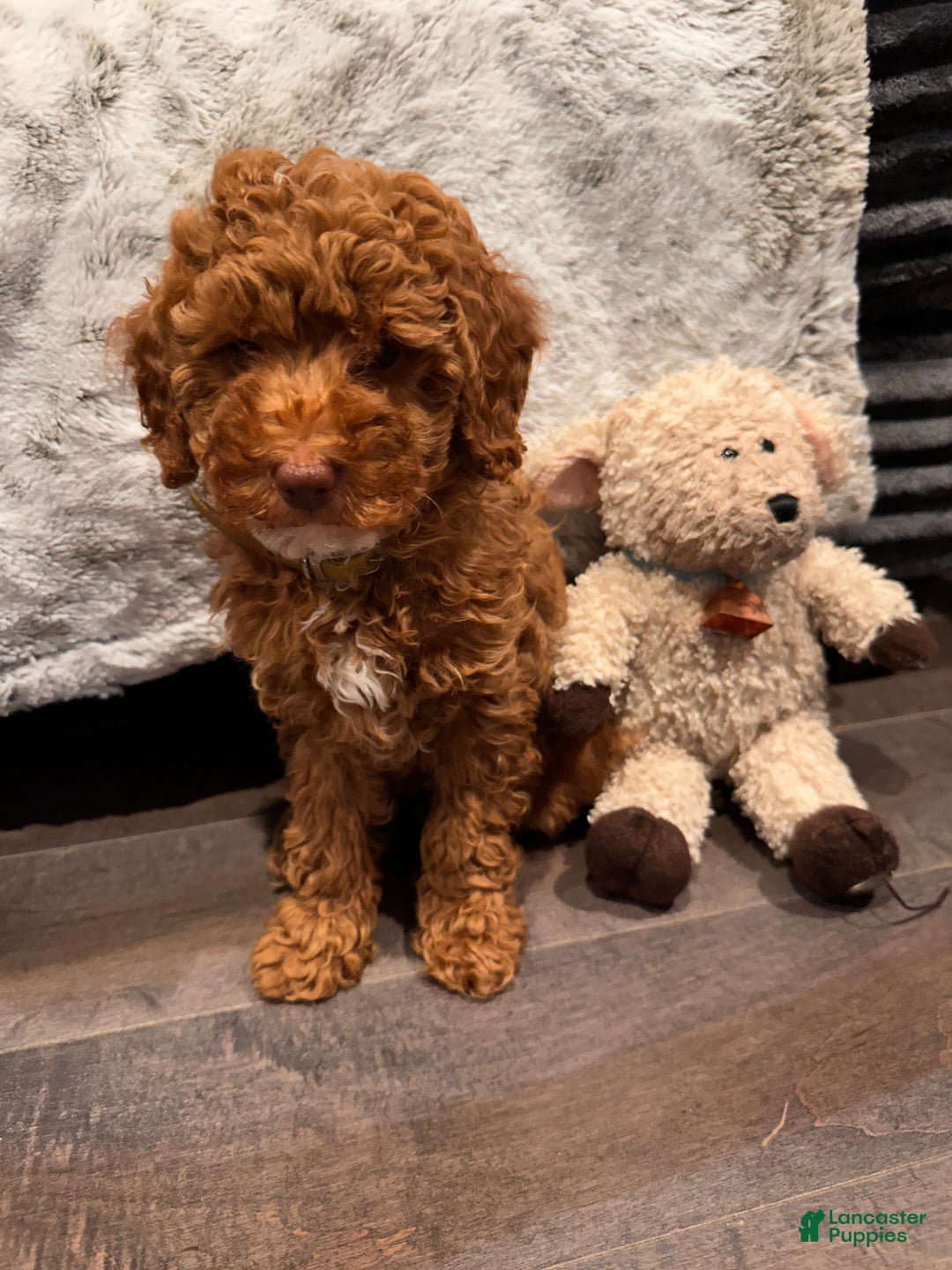 Miniature Poodle dogs for sale: Connor- Green Eyed Baby House Raised - Ad 3