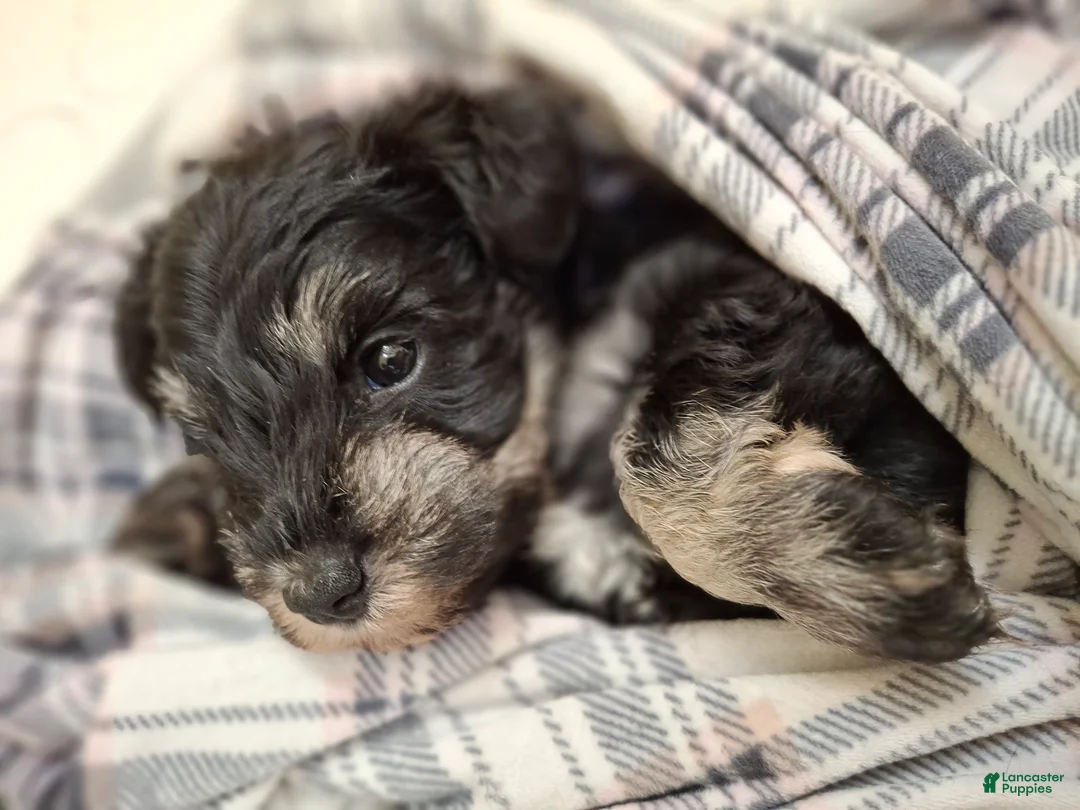 Miniature Schnauzer dogs for sale: MS PURPLE DERPLE - Ad 1