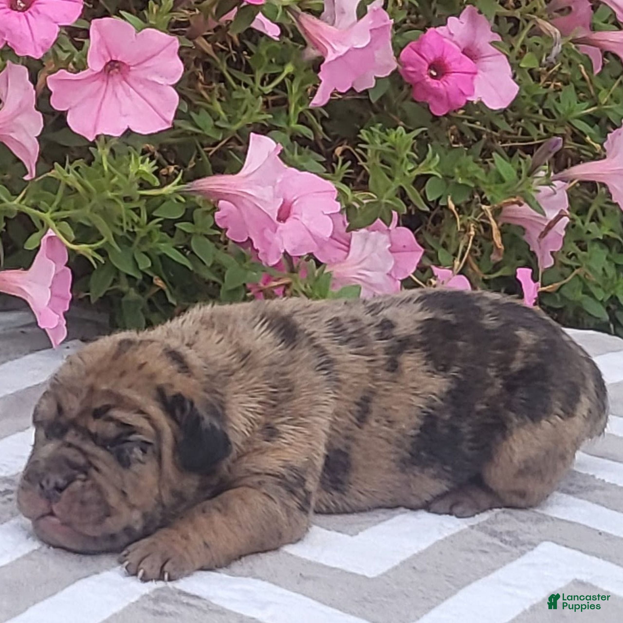 Beabull dogs for sale: Tiger  - Ad 1