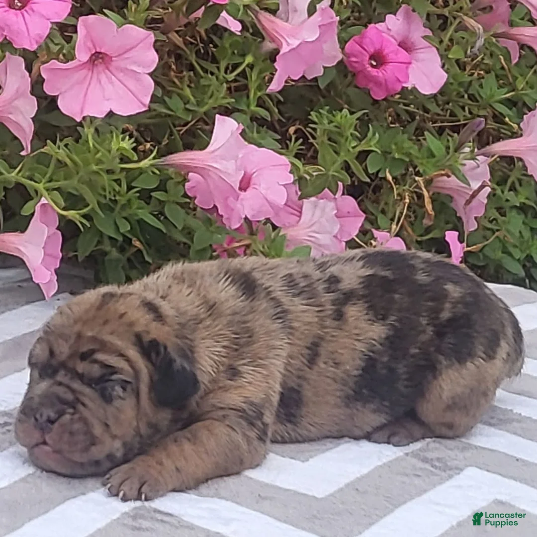 Beabull dogs for sale: Tiger  - Ad 1