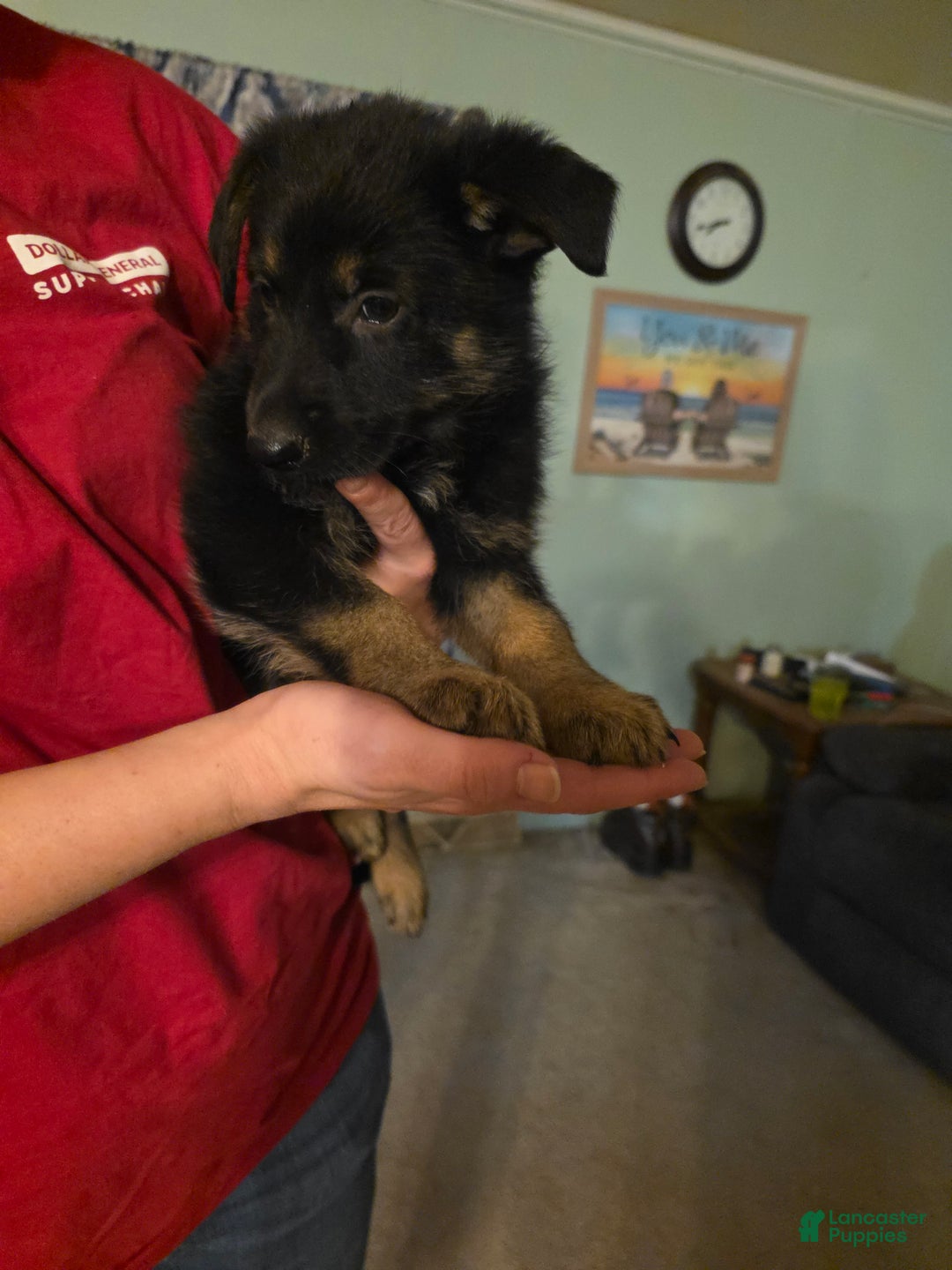 German Shepherd dogs for sale: German Shepherd Puppy 2 - Ad 6