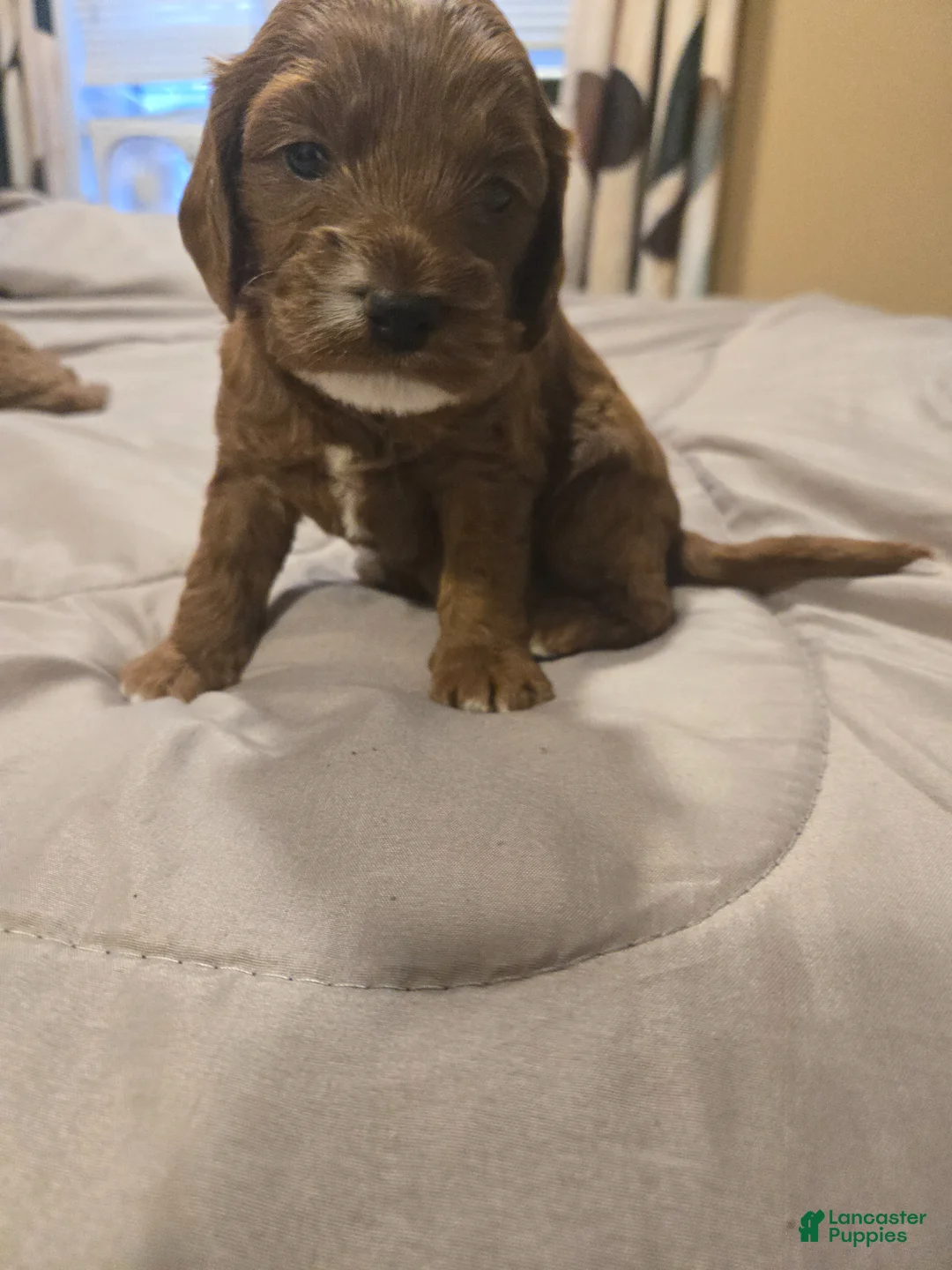 Cavapoo dogs for sale: River (Puppy 3) - Ad 2