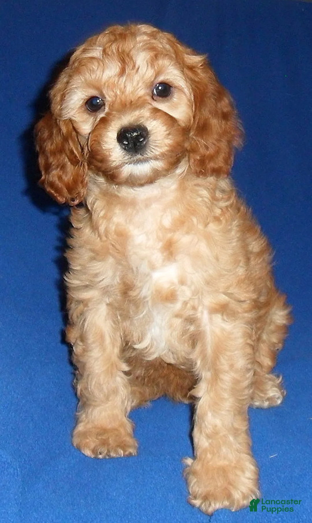 Cockapoo dogs for sale: Peanut - Ad 4