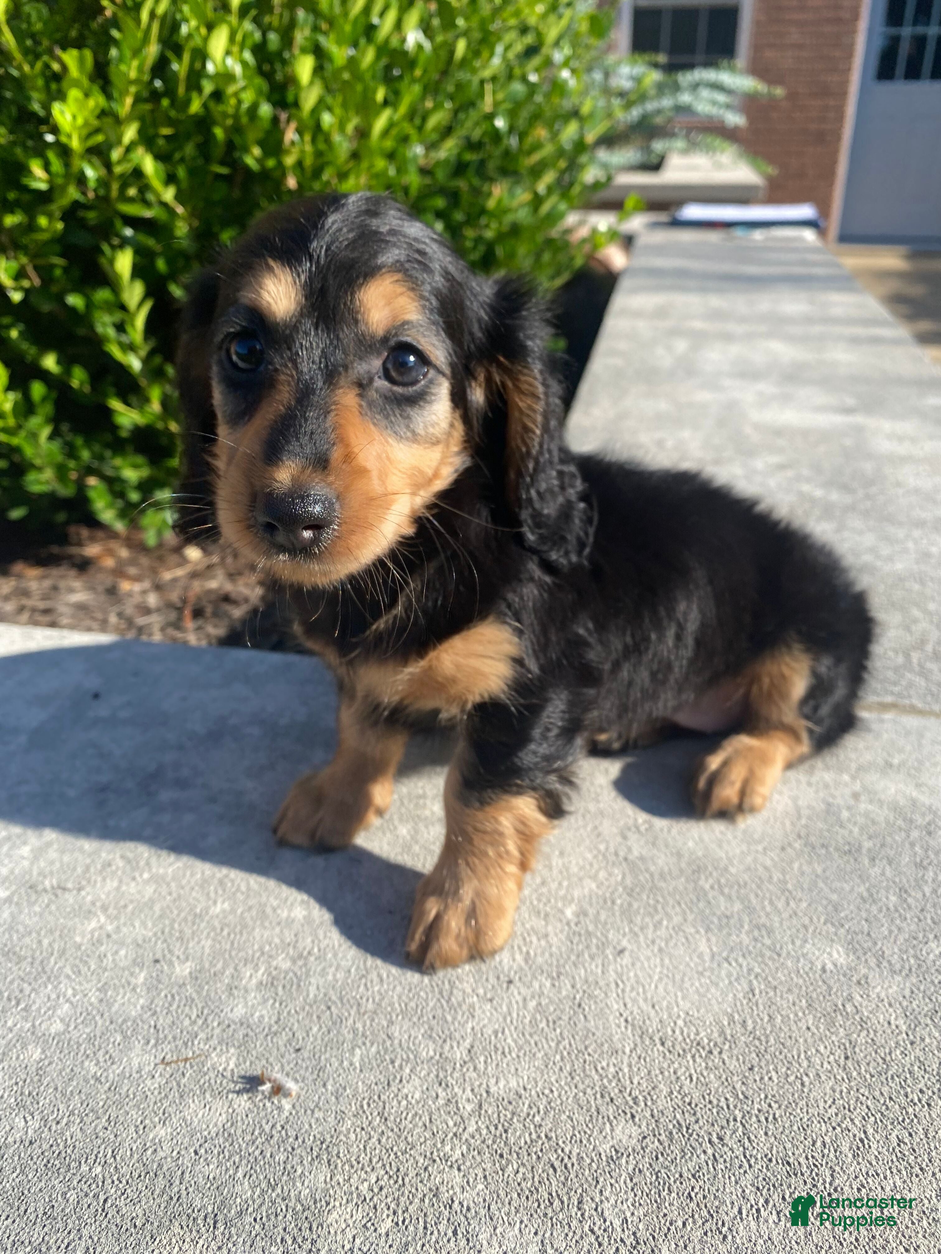 Miniature Dachshund dogs Nala - Ad 1