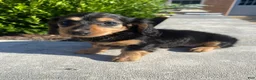 Miniature Dachshund dogs for sale: Nala - Ad 1