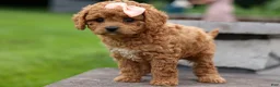 Cavapoo dogs for sale: Veronica💖 - Ad 15