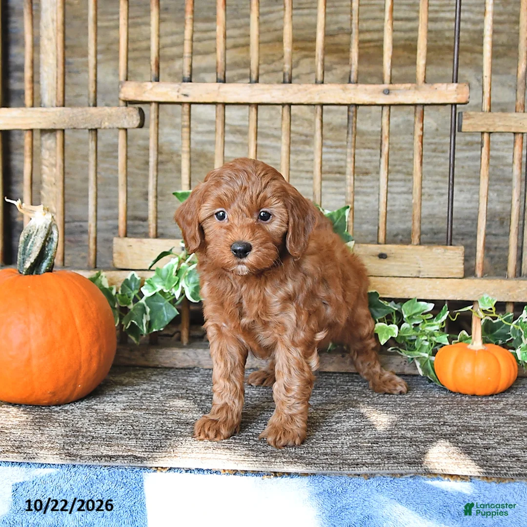 Mini Goldendoodle dogs for sale: Cindy - Ad 2