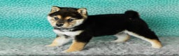 Shiba Inu dogs for sale: Simba - Ad 5