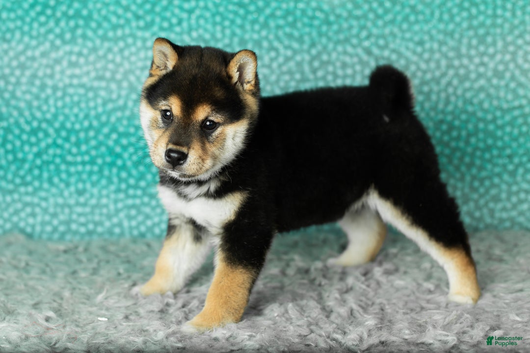 Shiba Inu dogs for sale: Simba - Ad 5