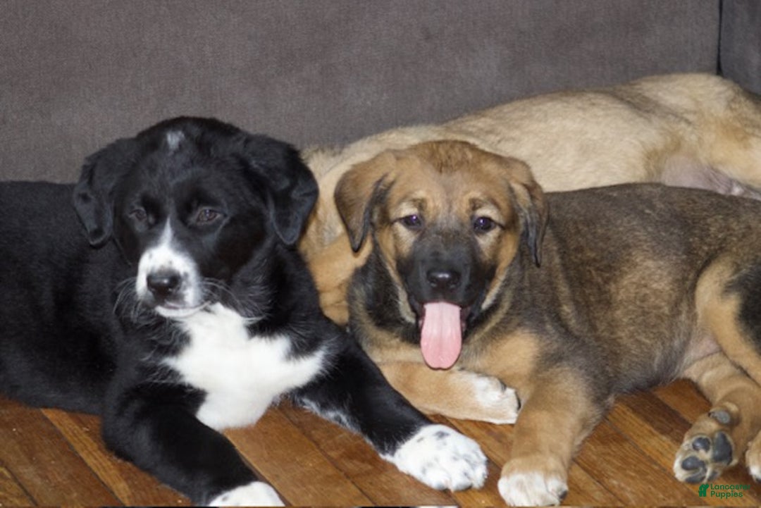 Mixed Breed dogs for sale: Luna - Ad 3