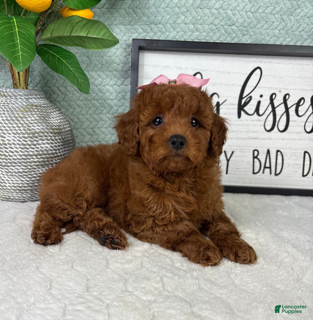 Mini Goldendoodle dogs for sale: Gigi - Ad 5