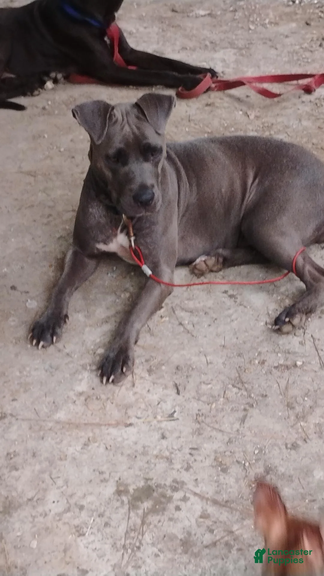 Mixed Breed dogs for sale: Mixed Breed 2 male - Ad 2